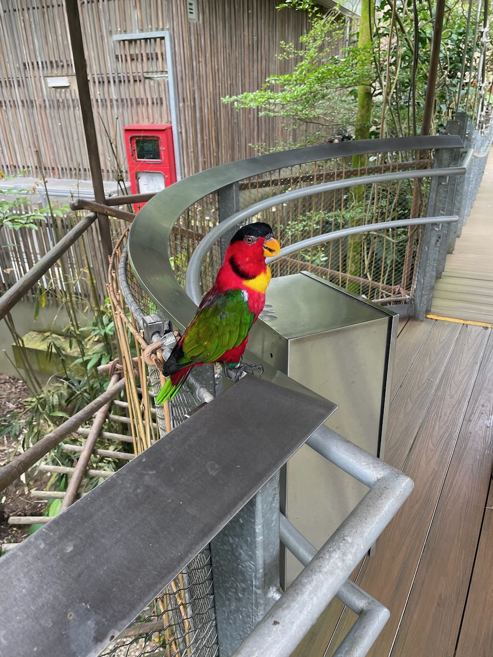 2025-08-13_14-43-46_Parrot.jpeg